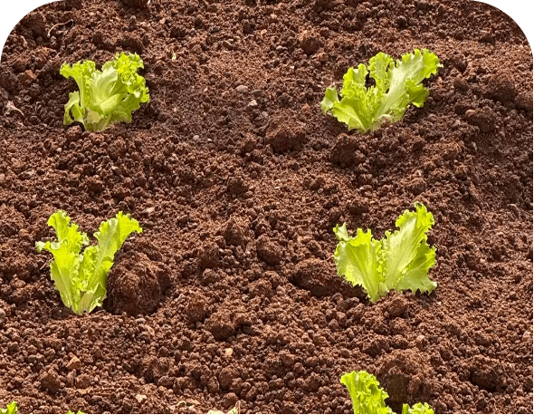 Soil and Agricultural Production